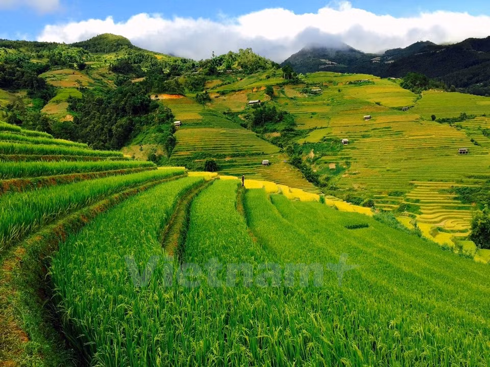 La colorida pintura de Mu Cang Chai (Fuente: VNA)