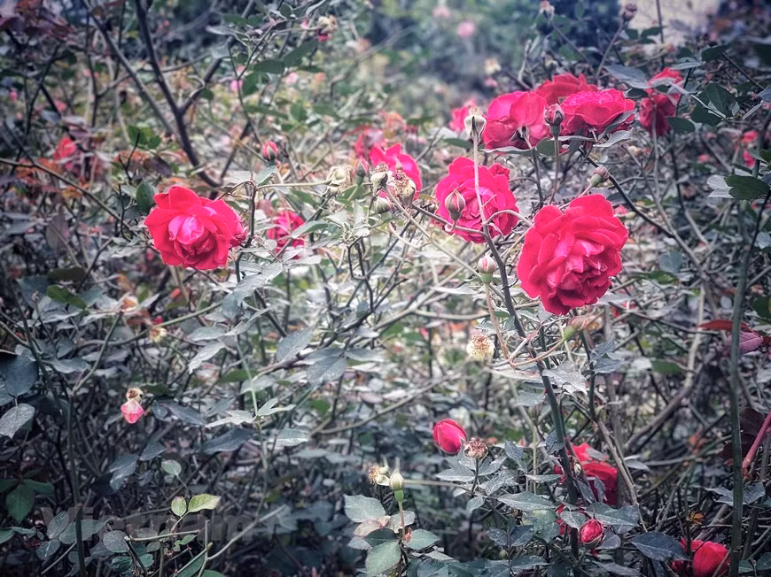 Una variedad de rosa nativa conservada en el jardín. (Foto: VNA)