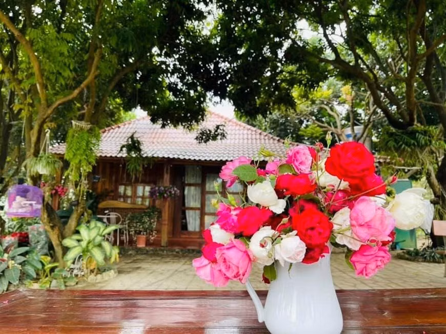 Rosas cosechadas en el jardín. (Foto: VNA)