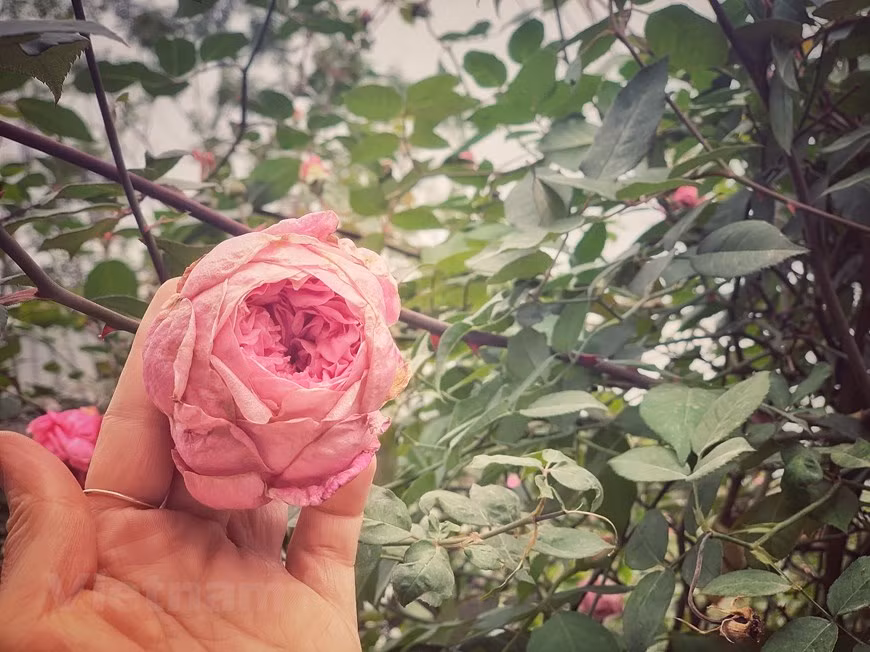 El cultivo orgánico aquí no solo crea productos de mayor valor agregado, sino también contribuye a preservar las variedades de rosas nativas de Vietnam. (Foto: VNA)