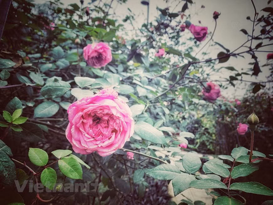 Una variedad de rosa nativa conservada en el jardín. (Foto: VNA)