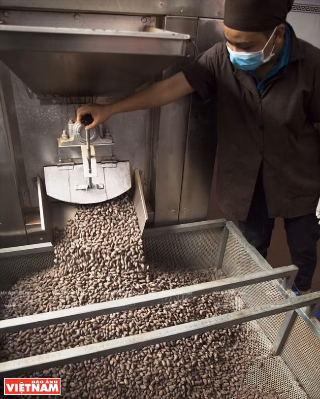  Poniendo semillas de cacao en la máquina de secado.
