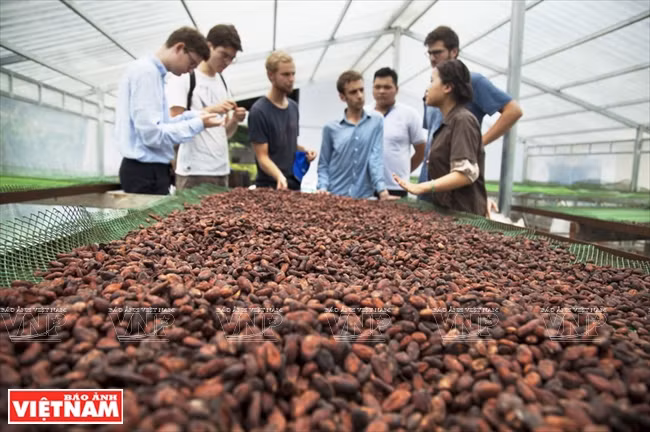 Secado de semillas de cacao. 