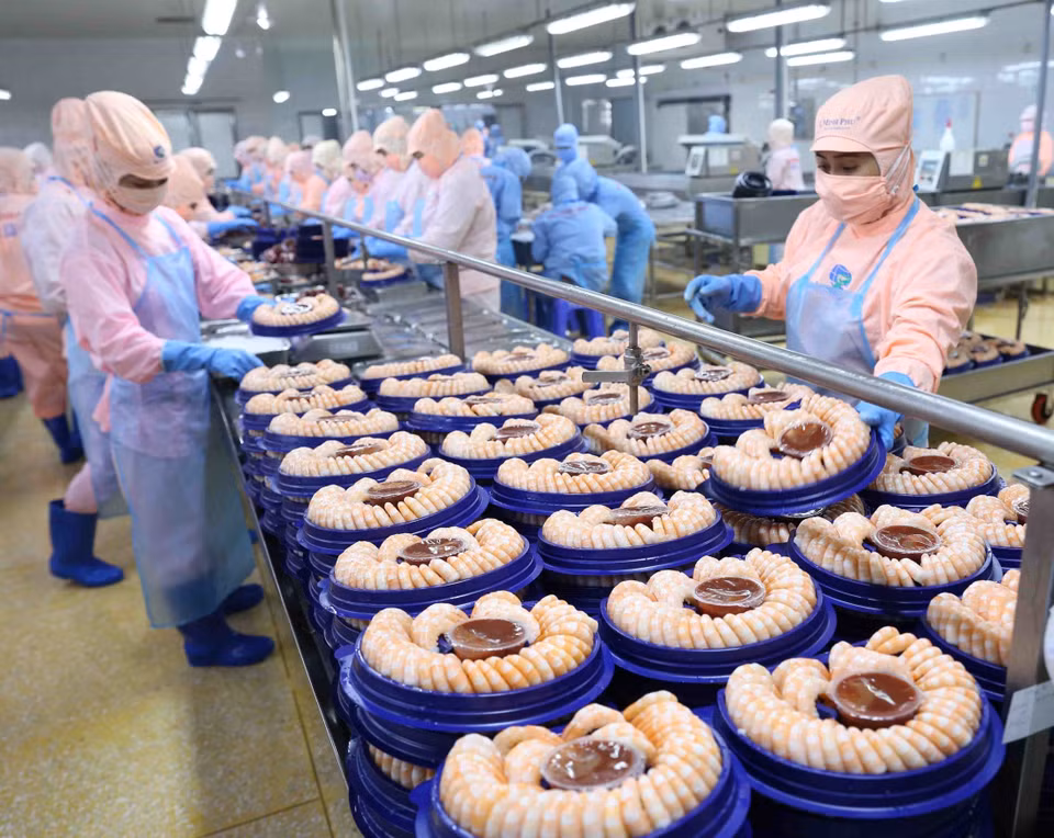 5. Hasta la fecha, los productos pesqueros de Vietnam han sido exportados a 170 países y territorios. En la foto: El procesamiento de camarones para la exportación a los mercados de EE.UU. y Japón, por la corporación de mariscos Minh Phu. (Foto: VNA) 