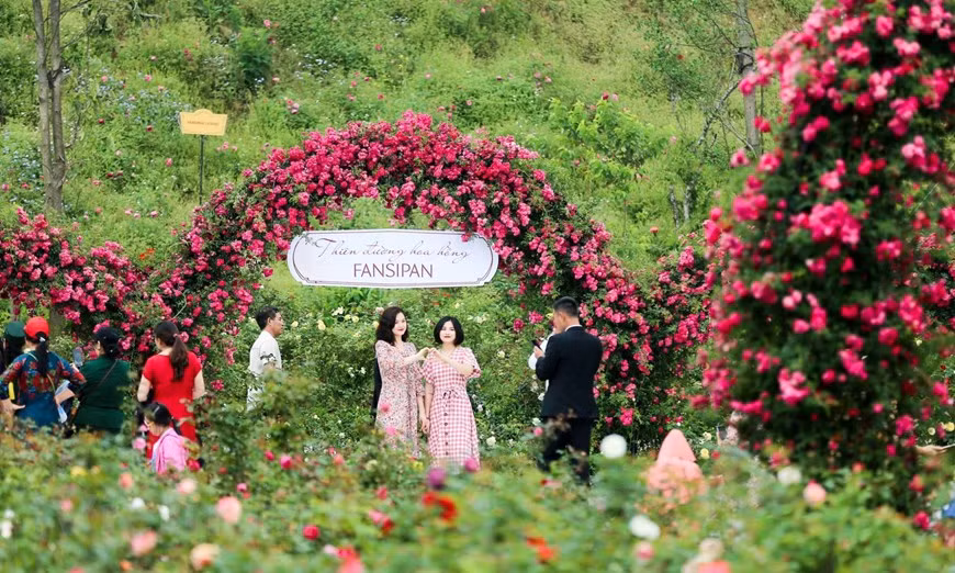 También se cultiva con éxito en este valle la rosa de Ecuador, una de las más famosas y valiosas del mundo, a partir de las ramas importadas. Una de las atracciones más destacadas en el valle es las alfombras de color vívido de las rosas trepadoras, que solo se puede encontrar en el pueblo vietnamita de Sapa. Se trata de una especie procedente de Europa, traída por los franceses a esta tierra junto con las rosas endémicas de aquí. Cuando esas rosas florecen, entre abril y mayo, muchos turistas vienen a Sapa solo para tener la oportunidad de contemplar su belleza. (Fuente: Vietnam+)