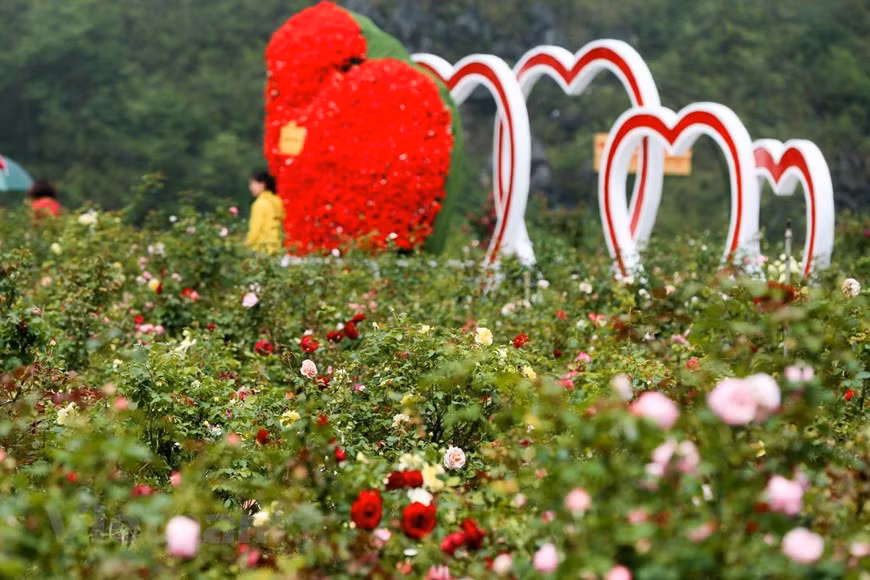 Casi todas las variedades de rosas más favoritas, desde las antiguas cultivadas en las localidades vietnamitas, hasta las importadas de Reino Unido, Francia y Japón, se reúnen en este lugar. Las flores nacionales se lucen al lado de las conocidas internacionalmente, destacándose las llamadas rosas de millones de dólares como la rosa Julieta, la Black Baccara, la Golden Celebration, la Maurice Utrillo, entre muchas otras. También se cultiva con éxito la rosa de Ecuador, una de las más famosas y valiosas del mundo, a partir de las ramas importadas. Una de las atracciones más destacadas en el valle es las alfombras de color vívido de las rosas trepadoras, que solo se puede encontrar en Sapa. (Fuente: Vietnam+)
