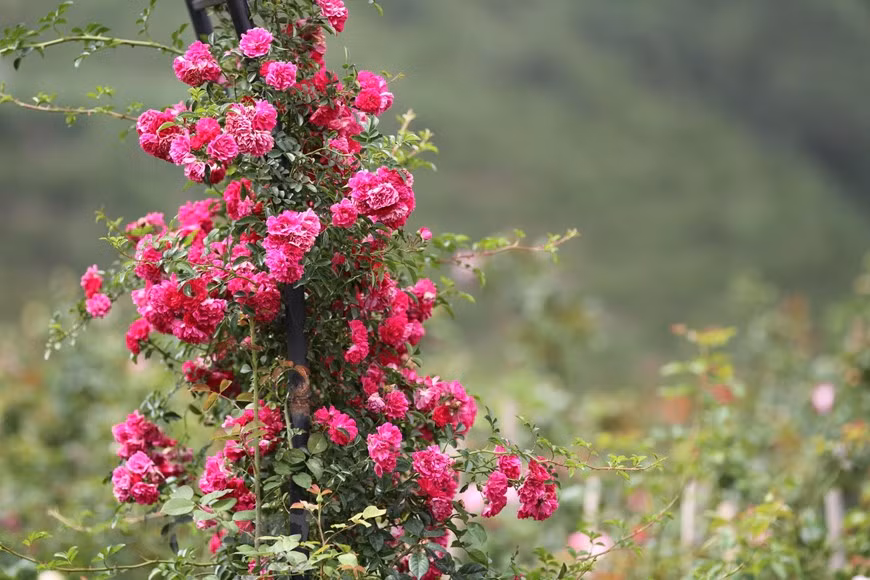 Cuando esas rosas florecen, entre abril y mayo, muchos turistas vienen a Sapa solo para tener la oportunidad de contemplar su belleza. El paisaje natural de Sapa se combina armónicamente con el toque creativo de los humanos, la topografía de las montañas y el color verde de los bosques, creando un panorama poético atractivo. Inmersa en las nubes flotantes, Sapa es una ciudad invadida por la niebla brumosa. Ubicada a una altitud promedio de mil 500 a mil 800 metros, el sitio cuenta con un clima similar al de una zona templada, una temperatura media de 15 a 18 grados centígrados, y frecuentes lluvias prolongadas de mayo a agosto. (Fuente: Vietnam+)