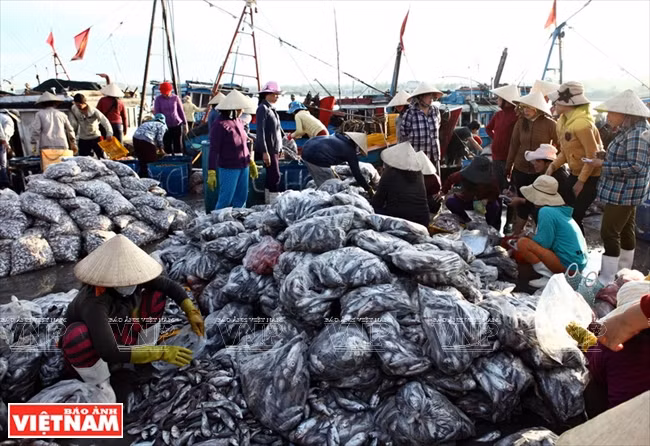Pho Thanh es el puerto pesquero más grande de Quang Ngai, que representa dos tercios de la producción pesquera total de la provincia. 