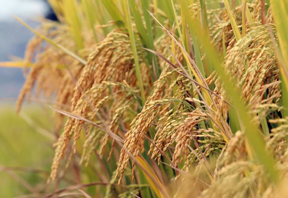 Las doradas flores del arroz indican una cosecha abundante. (Foto: VNA)