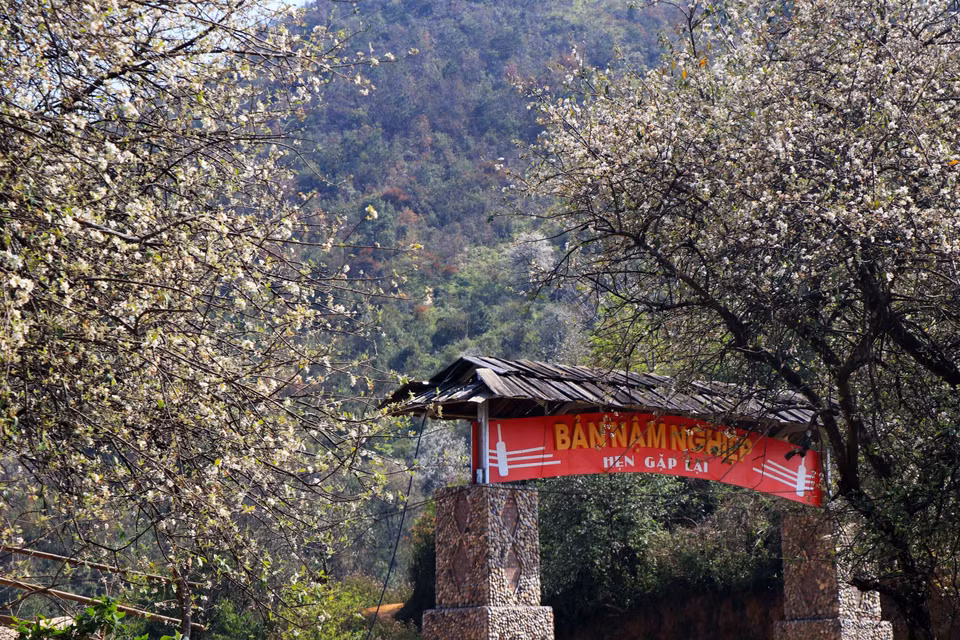 La comuna de Ngoc Chien en la provincia montañosa de Son La se embellece con el color blanco de las flores Son Tra (Fuente: VNA)