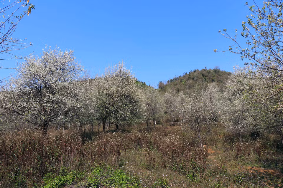 Crataegus es una planta familiar para la etnia minoritaria Mong de la provincia de Son La, que tiene valor económico para los pobladores locales (Fuente: VNA)