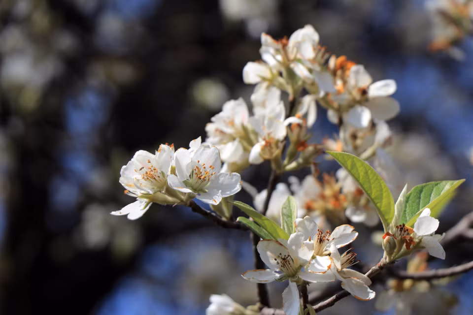 Las flores Son Tra impregnan con su vistosidad la comuna de Ngoc Chien en la provincia montañosa de Son La (Fuente: VNA)
