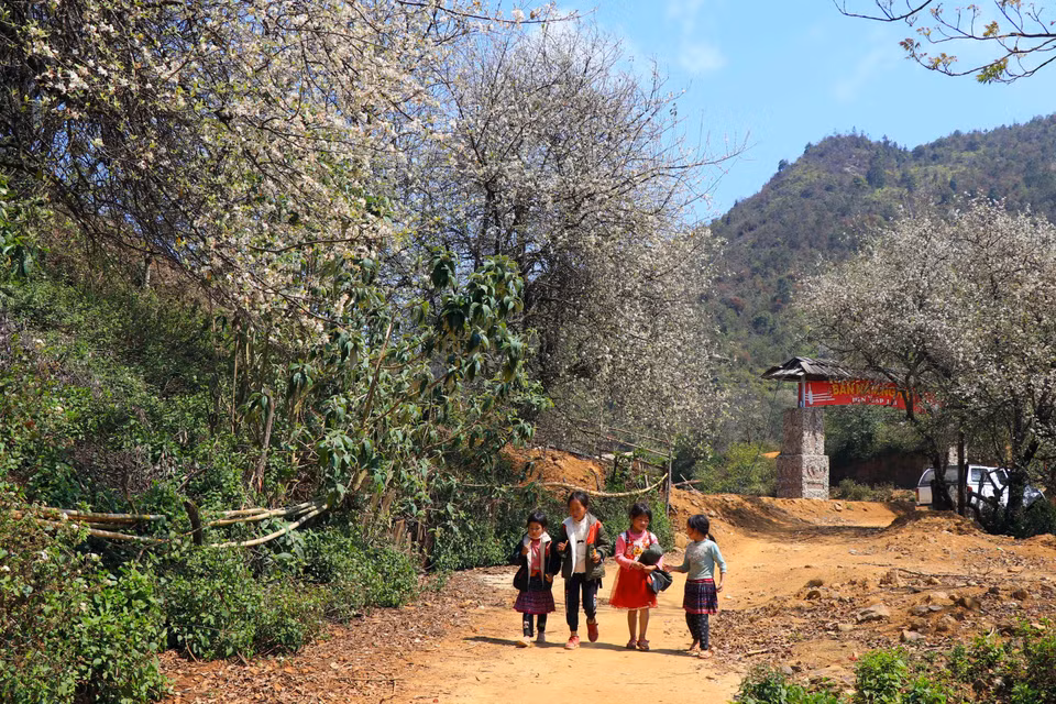 Camino hacia la escuela de los niños en la comuna de Ngoc Chien, de la provincia montañosa de Son La, se tiñe con el color blanco de las flores Son Tra (Fuente: VNA)