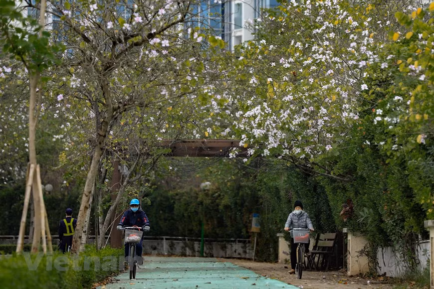 La flor de banyan Tay Bac se cultiva en áreas urbanas para crear una escena pacífica y hermosa de la naturaleza mezclada con la gente. (Foto: Vietnam+)