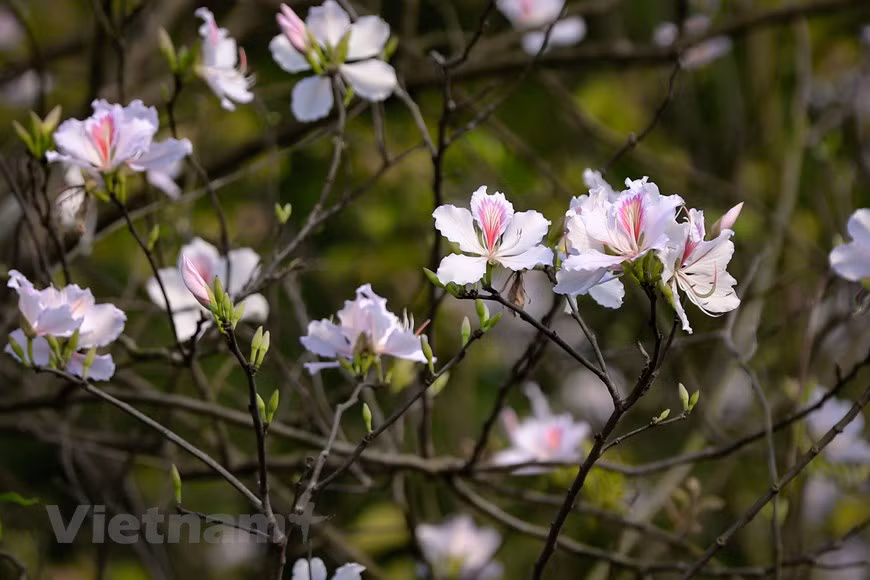 La flor, que lleva el aliento de las montañas del Tay Bac, parece disipar el clima turbio y gris de la temporada de frío en Hanoi. (Foto: Vietnam+)