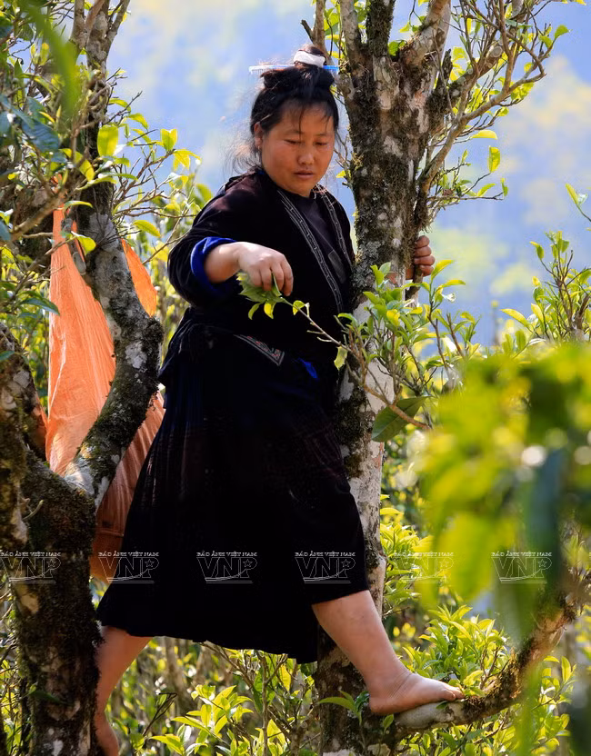 La cosecha tiene lugar desde marzo hasta octubre. ‘Shan Tuyet’ significa ‘nieves en la montaña’.