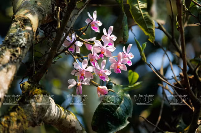 Orquídea crece en el tronco de los antiguos árboles.
