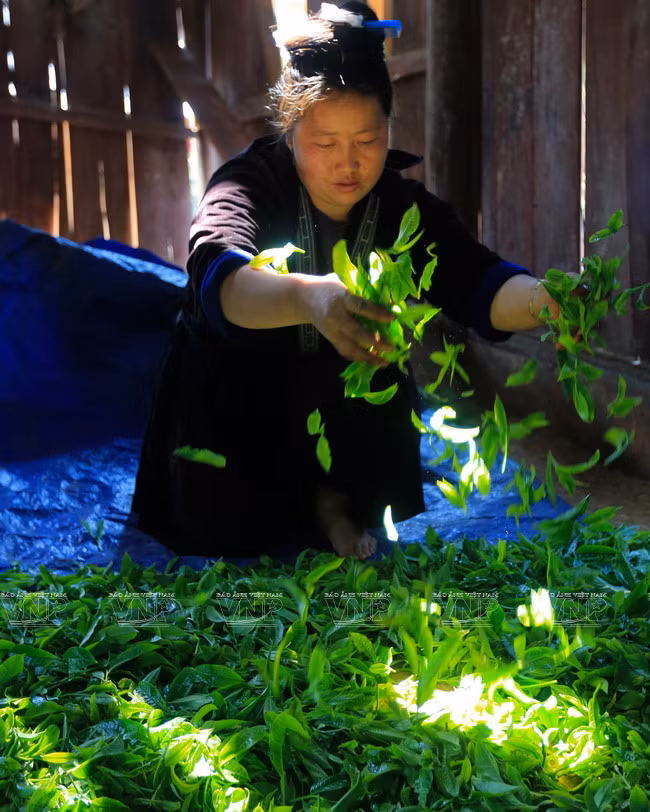 Procesamiento inicial de té en Sin Chai. La peculiaridad del té Shan Tuyet es que después de la deshidratación, en las hojas permanece una fina capa de polvo parecido a nieve. 