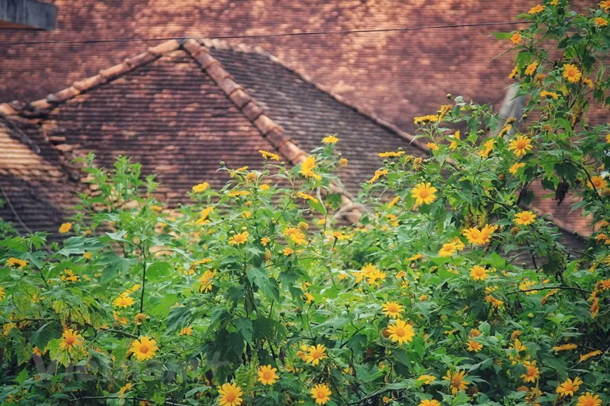 La ciudad dispone de numerosas casas antiguas con plantas de girasoles silvestres amarrillos. (Foto: VNA)