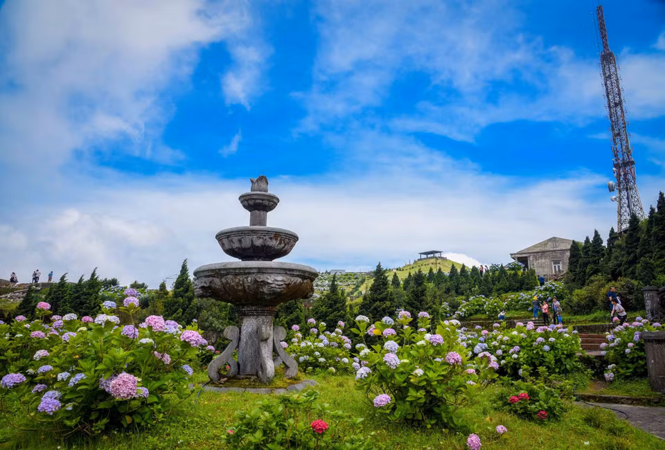 Las flores de hortensia en la cima de la montaña de Mau Son impresionan por su intensidad cromática (Fuente:VNA)