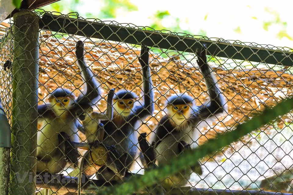 El Centro de Educación para la Naturaleza de Vietnam (ENV) registró dos mil 907 infracciones que afectaron la vida silvestre en 2020, la mayoría denunciadas a su línea telefónica directa gratuita de protección de animales salvajes. Esta cifra casi dobla el número de casos registrados en 2019, lo que muestra la situación complicada del comercio y el consumo de animal silvestre en Vietnam a pesar de la epidemia de COVID-19, enfermedad que probablemente se originó de la vida salvaje. De los casos, la publicidad y venta ilegal de animales salvajes representó la mayoría con mil 956 casos, 863 de cautiverio ilegal y 98 de comercio y transporte ilícito. Los animales comúnmente con mayor número de incidentes de tráfico y cría ilegales incluyeron monos (584 casos), osos (395), tigres (390) y pangolines (109). (Fuente:Vietnamplus)