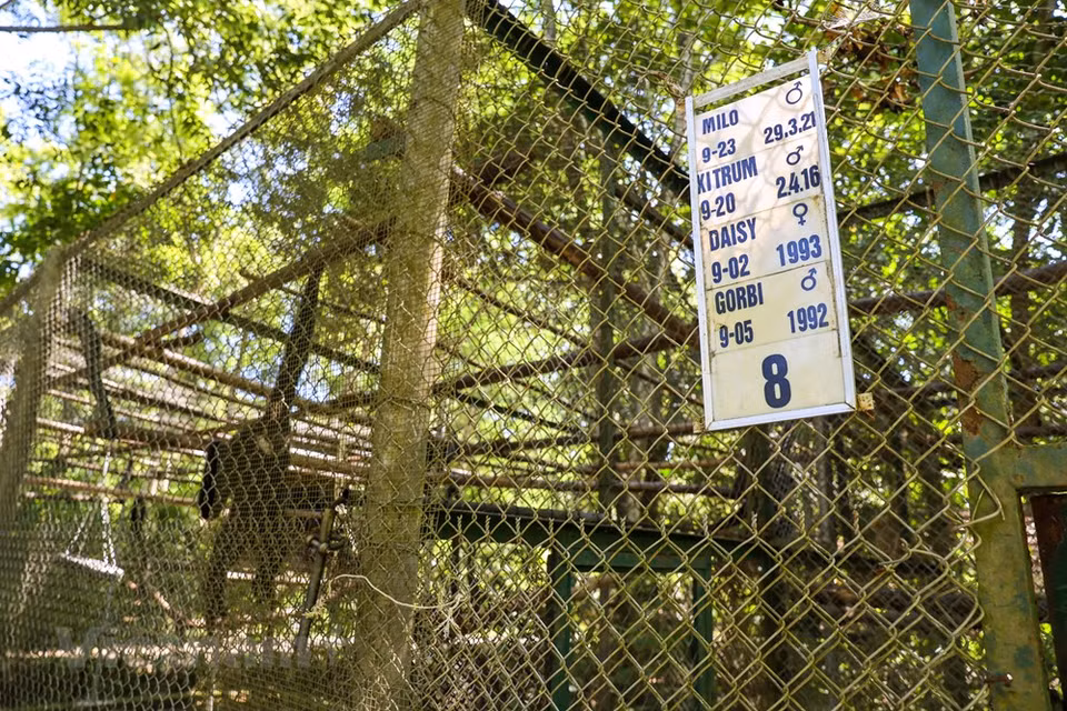 El Centro de Rescate, Conservación y Desarrollo de Criaturas del Parque Nacional Cuc Phuong es el lugar de tratamiento, rescate y cuidado a los raros primates del país indochino, con el objetivo de devolverlos a su hábitat natural lo antes posible. El Parque Nacional Cuc Phuong tiene actualmente dos mil 234 especies de plantas, lo que representa el 17,27 por ciento del total de Vietnam. Allí se puede encontrar un centenar de especies de mamíferos, entre los que sobresalen los langures, en peligro de extinción, así como unas 300 variedades de aves y 36 de reptiles, dos mil especies de plantas vasculares, y miles de insectos. Numerosas de estas especies figuran en el Libro Rojo de Vietnam. (Fuente:Vietnamplus)