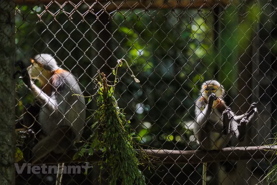 En particular, en Cuc Phuong, hay una rara especie de primate que no existe en ningún otro lugar del mundo, excepto en Vietnam: el langur de Delacour (nombre científico es Trachypithecus delacouri). Por tal motivo, este langur fue elegido como símbolo del Parque Nacional de Cuc Phuong. No solo famoso por la belleza del bosque, el Parque Nacional de Cuc Phuong también atrae a científicos y estudiantes, puesto que se trata del centro de rescate de vida silvestre más grande del país. Las especies que se traen aquí son principalmente pangolines, tortugas panqueque, y civetas, especialmente langures, una especie de primate con alto riesgo de extinción. (Fuente:Vietnamplus)