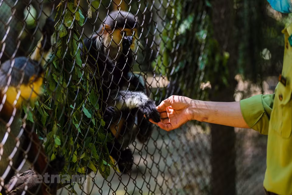 La mayoría de los primates aquí son ejemplos del comercio ilegal de vida silvestre que han sido capturados por los guardabosques. Vietnam ha detectado numerosos casos del transporte y comercio ilegal de animales salvajes, sobre todo cuernos de rinoceronte. Desde 2018 hasta la fecha, Vietnam detectó 20 casos relativos al comercio ilegal de cuernos de rinoceronte, 14 de los cuales ya fueron enjuiciados, como contribución a la lucha contra la importación, venta y transporte ilícitos de esas astas en el país indochino. En Vietnam, el nuevo Código Penal, puesto en vigor a partir de 2018, estipula sanciones más estrictas para los delitos contra la vida silvestre, en general, y los rinocerontes, en particular. (Fuente:Vietnamplus)