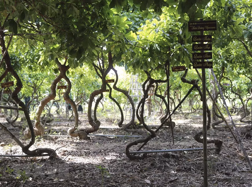 Con el deseo de presentar la belleza de la cultura budista, el país y la gente de Vietnam, Pham Van Dung (residente en la comuna de Phuoc Hau, distrito de Ninh Phuoc, provincia de Ninh Thuan) ha plantado más de 500 árboles de ayahuma (Couroupita Guianensis) con poses únicas, atrayendo a una gran cantidad de visitantes (Foto: VNA)