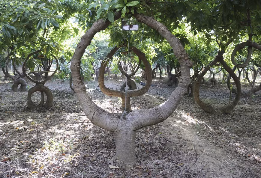 Una forma peculiar del árbol de ayahuma (Foto: VNA)