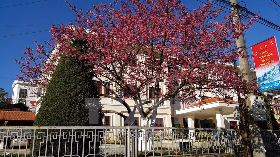 La localidad es afamada por majestuosos paisajes de montañas y bosques cubiertos en blancas nubes, romanticos escenarios de vastas campos de flores y la cultura peculiar de las comunidades minoritarias (Fuente: VNA)