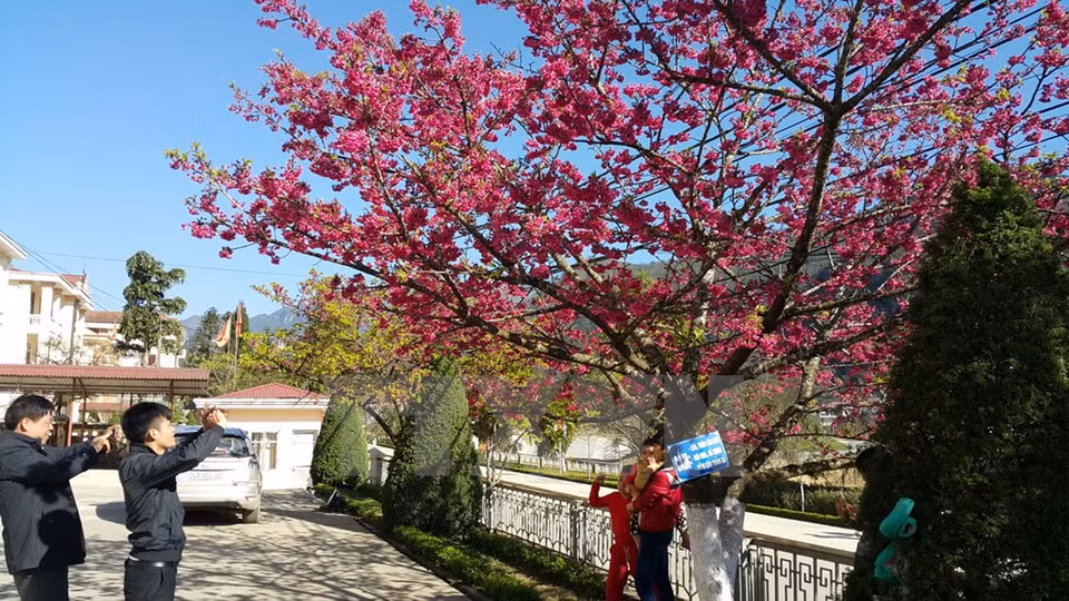 Turistas sacan fotos con flores (Fuente: VNA)