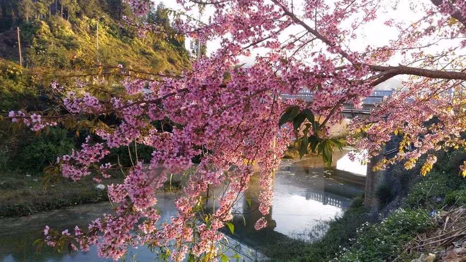 Las flores de cerezo embellecen Sa Pa (Fuente: VNA)