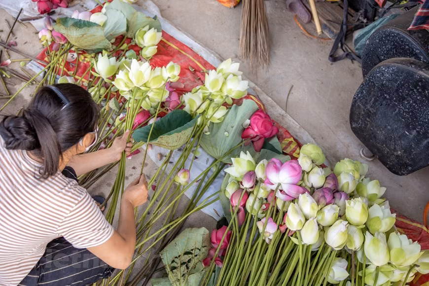 La flor de loto tiene un aroma agradable. Para muchas personas, la flor blanca tiene una belleza más pura. Esta flor tiene la capacidad de sobrevivir en entornos difíciles, como las zonas pantanosas, de allí que sea frecuentemente asociada con los complejos procesos vitales que debe enfrentar el ser humano. A la flor de loto se le considera una planta sagrada en Vietnam y también China y la India, por lo cual se le han atribuido múltiples significados y simbolismos. La imagen de esta flor, por su belleza prístina, es un símbolo de la cultura, el espíritu y el carácter del hombre vietnamita en la historia (Fuente: Vietnamplus)