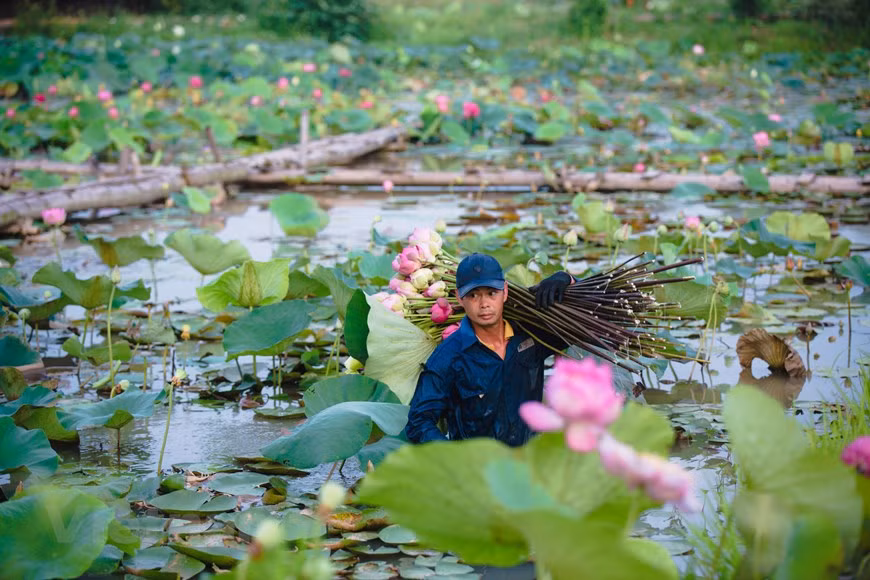 Según La Tien Hiep, el Centro comenzó a construirse y desarrollarse a partir de junio de 2019. Después de dos años, el centro ahora posee 167 especies de loto y ha creado cuatro nuevas variedades de loto con fragancia más duradera y colores más bellos, así como alta resistencia a las condiciones climáticas desfavorables. En este tanque, miles de flores de loto tiñen el lugar de múltiples colores desde rosa, amarillo, blanco y rojizo, entre otros. Todos los días, este sitio produce de 800 a mil flores de loto de todo tipo, lo que crea un panorama muy atractivo para los visitantes una vez lleguen aquí (Fuente: Vietnamplus)