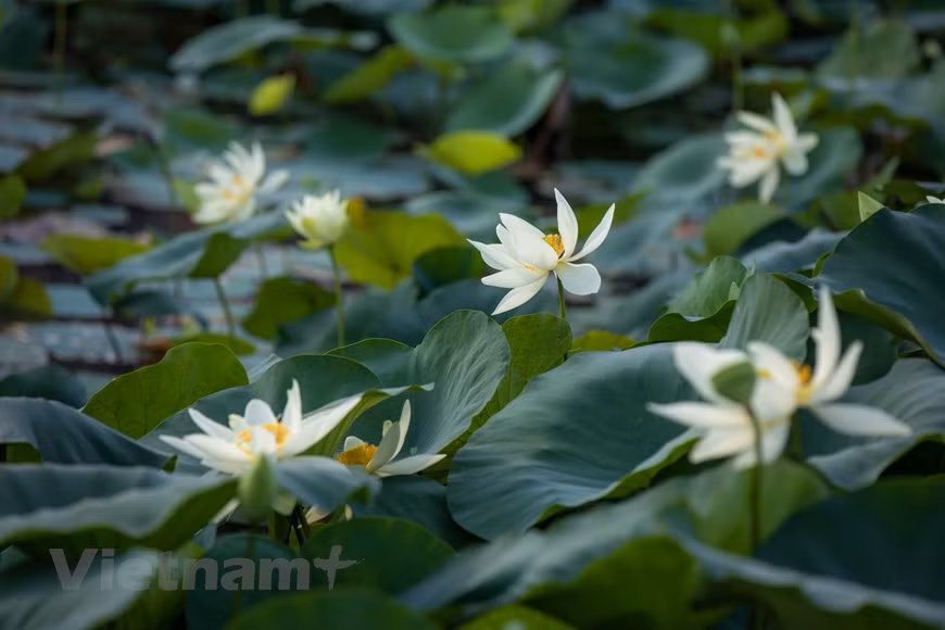 De mayo a julio del calendario lunar, las lagunas en la zona occidental de Hanoi se cubren con el color rosado de las flores de loto y el verde de sus hojas. La imagen de esta flor, por su belleza prístina, es un símbolo de la cultura, el espíritu y el carácter de los vietnamitas. En su temporada de florecimiento, esta especie conocida como la flor nacional, está omnipresente por todo el país, incluido Hanoi donde también tiene muchas variedades preciosas de loto. En el budismo, el significado de la flor de loto es la pureza del cuerpo y del alma de las personas (Fuente: Vietnamplus)