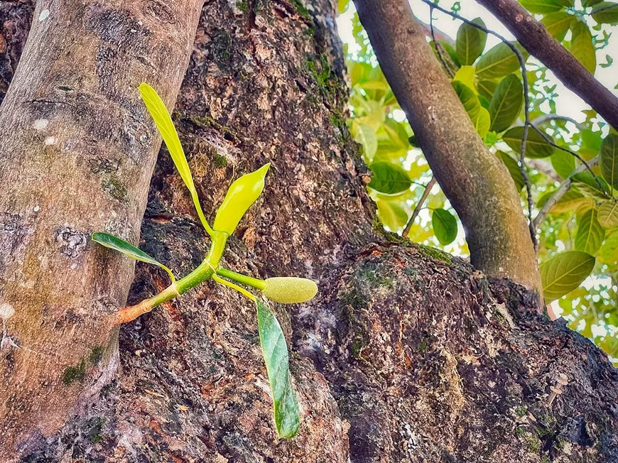 La huella del tiempo se ve en cada rama del árbol, que se extiende a lo largo del patio. La yaca es un árbol perenne erecto que crece hasta 30 metros de altura y de 80 a 200 centímetros de diámetro. Todas las partes de la planta (tronco, hojas y frutos) contienen látex blanco y pegajoso. La yaca es una de las frutas más grandes del mundo, con un peso de cuatro a 40 kilogramos. La fruta tiene una forma aproximadamente oblonga. La piel es extremadamente áspera y gruesa. El interior de la fruta contiene la pulpa comestible, dulce, aromática, crujiente, suave o derretida que envuelve cada semilla. La yaca completamente madura produce un aroma bastante fuerte. (Foto: Vietnamplus)