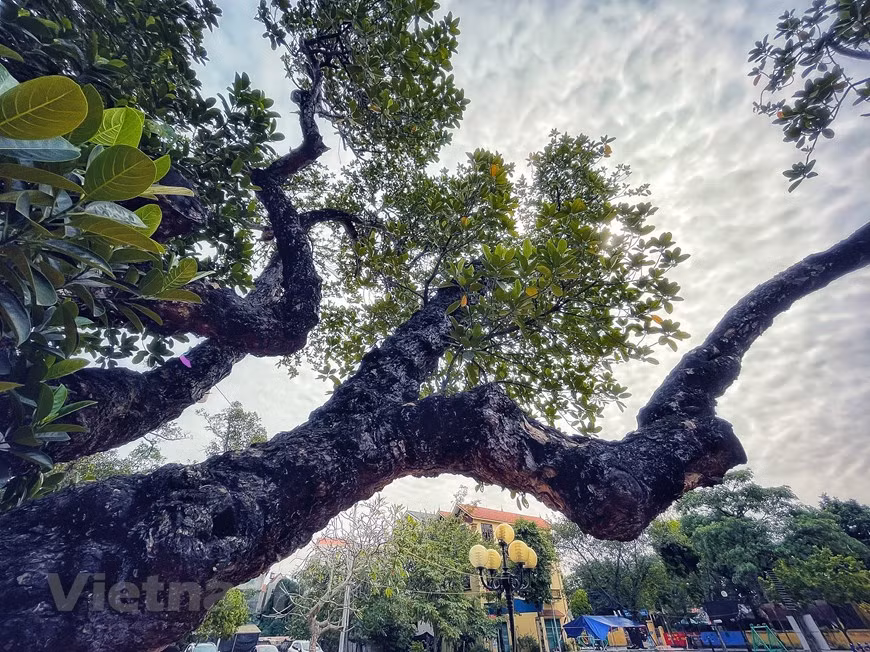 El recinto que rodea al antiguo árbol de yaca se convierte en una parada habitual para que los aldeanos locales se relajen y descansen todas las tardes. Con su forma áspera y pintoresca, el árbol también acapara la atención de los visitantes en la localidad. La yaca es la fruta más grande y también la más difícil de abrir. A menudo se come cruda. La yaca es rica en nutrientes, minerales y vitaminas que son buenos para el cuerpo humano. Proporciona muchos beneficios para la salud, desde fortalecer el sistema inmunológico, combatir el cáncer, ayudar al sistema digestivo, mantener los ojos y la piel saludables, reducir el colesterol en la sangre y prevenir la anemia. Además de su valor nutricional, la yaca también se utiliza como remedio médico. (Foto: Vietnamplus)