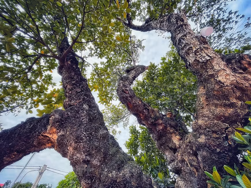 El tronco del árbol de yaca es tan grande que dos personas no pueden sostenerlo. La antigua ciudadela de Co Loa contó con varios nombres como Loa Thanh, Con Lon Thanh, Tu Long Thanh, Cuu Thanh, Viet Vuong Thanh, Kha Lu Thanh y Co Loa Thanh. En el siglo X, fue declarada capital del país por segunda vez por el rey Ngo Quyen. No solo como un patrimonio cultural, el sitio se erige en estos días como evidencia de la creatividad, la cultura y los niveles técnicos de los antiguos vietnamitas en la defensa nacional contra los agresores extranjeros. Para los aldeanos locales, Co Loa todavía desempeña un papel importante en su vida espiritual y actividades culturales. (Foto: Vietnamplus)