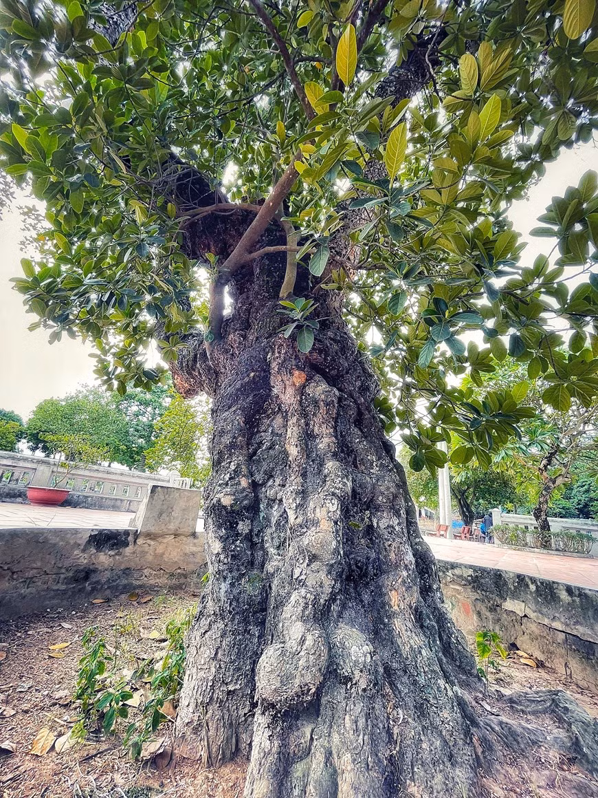 La yaca es un árbol frutal conocido desde hace miles de años, por sus beneficios para la salud humana. Es un árbol perenne, por lo que una vez que se planta da fruto por décadas. Al mismo tiempo, es una planta fácil de cuidar que no requiere el esfuerzo del cultivador. A parte de su utilidad para la salud, la yaca también se considera una planta que aporta un alto valor económico. Se utiliza mucho en la cocina, así como en la industria alimenticia para producir yaca seca, jugos y confitería, etecétera. Además, se exporta a los mercados en muchos países. El tronco del árbol da una madera preciosa que se puede emplear para la fabricación de muebles y marquetería, y en la construcción. (Foto: Vietnamplus)