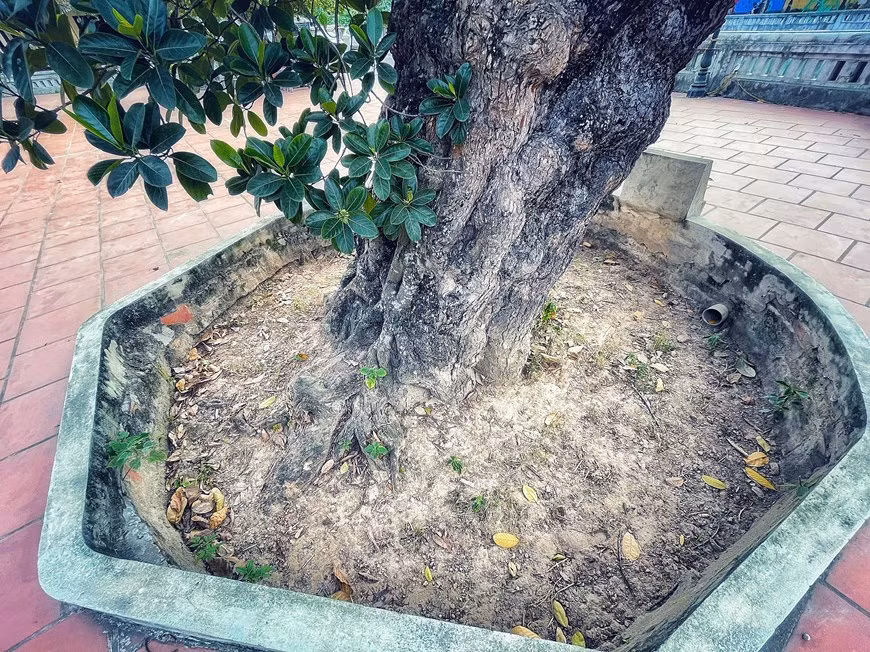 Los ancianos de la aldea de Co Loa dicen que cuando nacieron, el árbol de yaca ya estaba allí y era tan áspero como ahora. Recordaron que el árbol fue plantado hace unos 500 años frente a la casa comunal del pueblo. Se cree que la yaca se originó de las selvas tropicales de las Ghats occidentales de la India. Se extendió pronto a otras partes de la India, el Sudeste Asiático, las Indias Orientales, Filipinas y Australia. A menudo se planta en África central y oriental y es bastante popular en Brasil y Surinam. En Vietnam, las yacas suelen dar frutos en verano. (Foto: Vietnamplus)