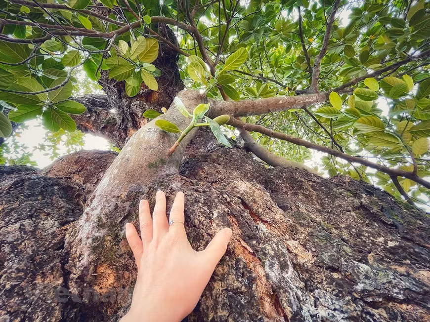 A pesar de su "vejez", el árbol de la yaca todavía da frutos todas las temporadas. En un entorno favorable, la yaca produce frutos durante todo el año con una alta temporada de producción en verano en Vietnam. De este tronco de árbol rugoso, agrietado y mohoso, nacen de 10 a 15 frutos en cada cultivo. En Vietnam, los árboles de yaca suelen dar frutos en verano. Al pesar de cuatro a 40 kilogramos, la yaca se considera una de las frutas más grandes del mundo. Se considera una fruta exótica y tropical, por lo que necesita de cuidados y, sobre todo, buenas condiciones climáticas. (Foto: Vietnamplus)