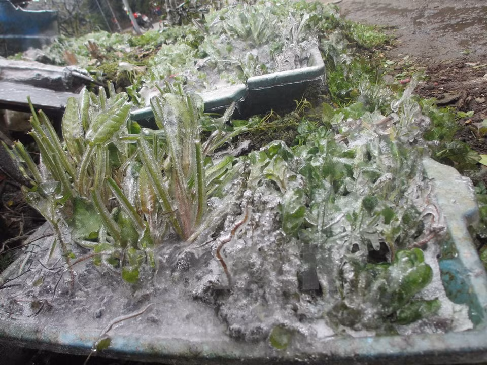 Tam Dao, provincia norteña de Vinh Phuc, sufre el tiempo bajo cero (Fuente: VNA)