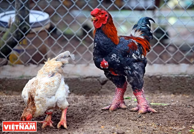 El gallo de Dong Tao en el distrito de Khoai Chau, provincia de Hung Yen, es una especialidad para el Tet (Fuente: VNA)