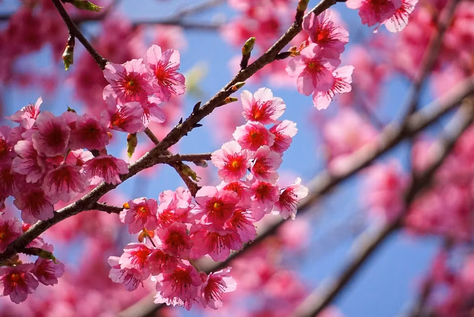 Las flores de cerezo se cultivan en zonas montañosas como Sapa (Lao Cai), Moc Chau (Son La), Mang Den (Kon Tum) y Da Lat. (Foto: VNA)