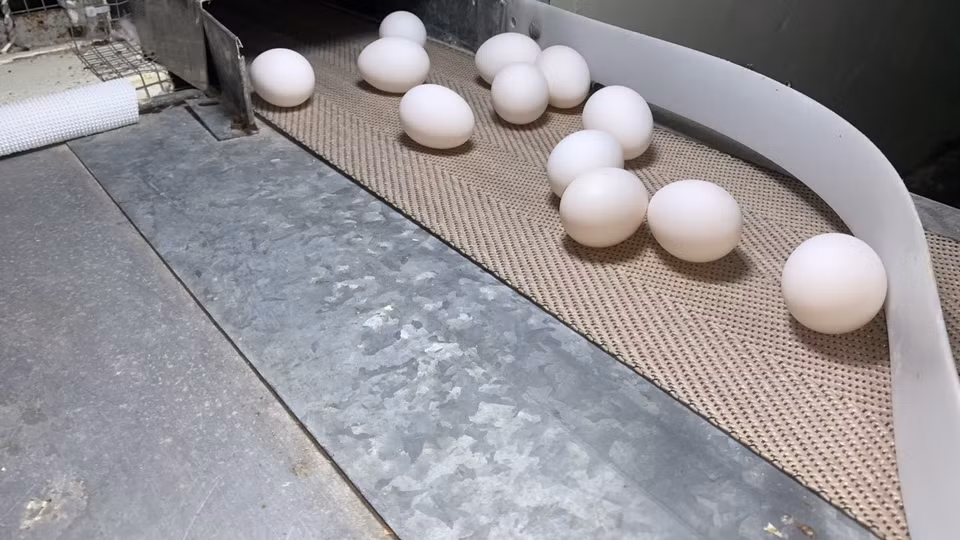 Las gallinas francesas producen huevos grandes y uniformes, lo que facilita la producción de la vacuna Covivac (Fuente: VNA)