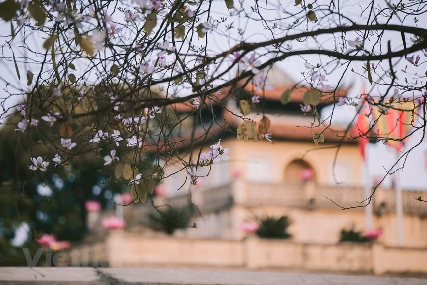 Cada flor de Bauhinia blanca tiene de cuatro a cinco pétalos y posee la belleza rústica de las montañas del Noroeste (Fuente: VNA)