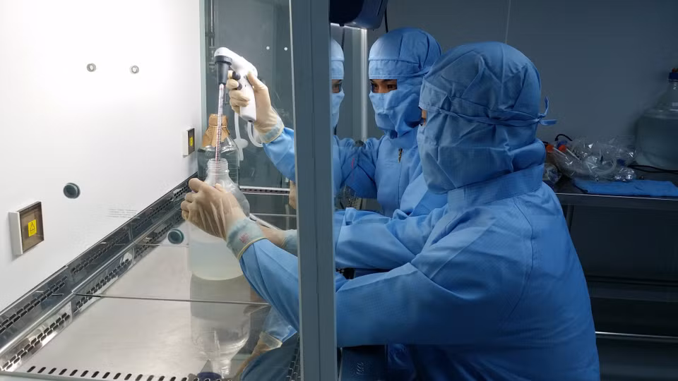 Expertos estudian huevos de gallina con embriones para producir la vacuna (Fuente: VNA)