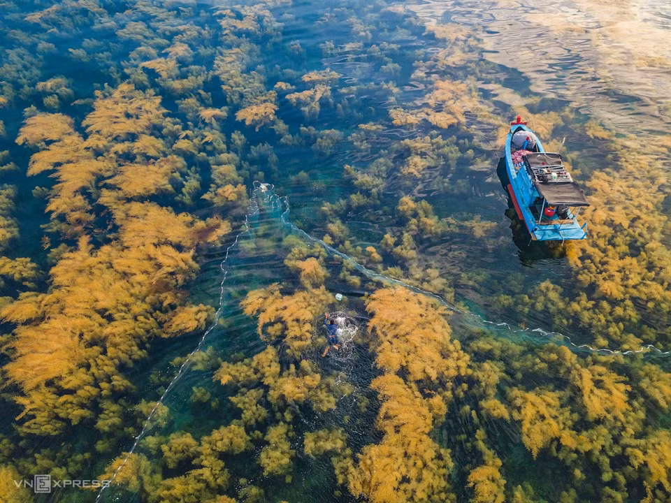 Pescadores saltan al mar para faenar en medio del bosque de algas (Fuente: vnexpress.net)