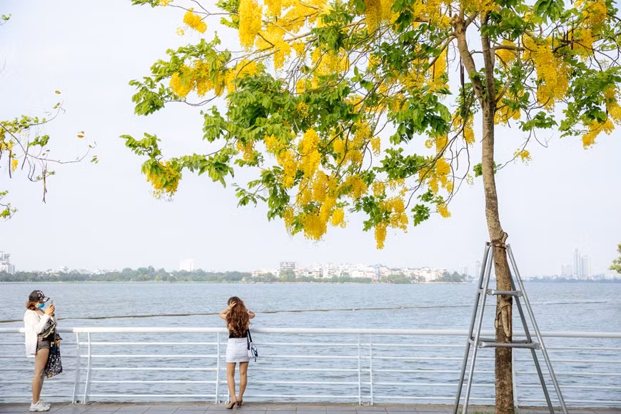 Esta planta, nativa del sur de Asia, tiene diferentes nombres en vietnamita debido a la forma de sus flores, tales como Hoa long den (flor de linterna), Bo cap nuoc (escorpión de agua) y Mai no muon (Ochna integérrima de floración tardía), entre otros. A fines de mayo, las cañas fístulas florecen en muchas esquinas de las calles de Hanoi. La temporada de floración de esta planta dura dos meses, de mayo a julio. La caña fístula representa la suerte y la esperanza de un futuro mejor. Esta planta, nativa del sur de Asia, tiene diferentes nombres en vietnamita debido a la forma de sus flores. (Fuente:Vietnamplus)